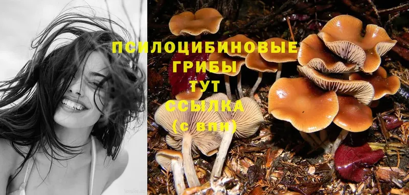 цены   Гатчина  Псилоцибиновые грибы Psilocybe 